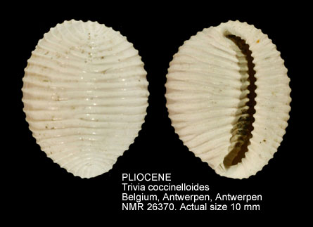PLIOCENE Trivia coccinelloides.jpg - PLIOCENE Trivia coccinelloides (Sowerby,1823)